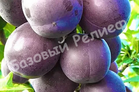 Слива Генеральская
