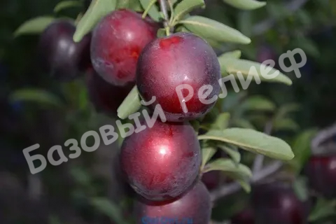 Слива Генеральская