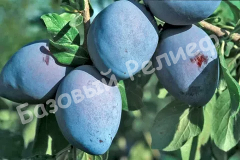 Слива Гросса ди Филисио