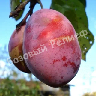 Слива Дашенька