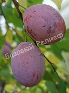 Слива Дашенька