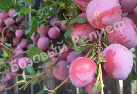 Слива Дашенька