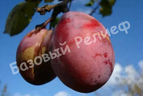 Слива Дашенька