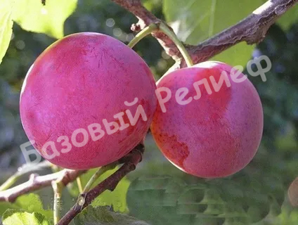 Слива Деликатная