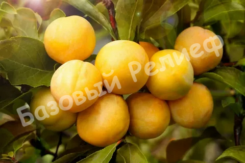 Слива Желтая Хопты