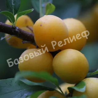 Слива Желтая Хопты