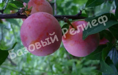 Слива Ксения