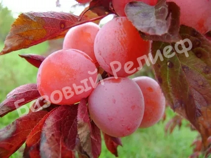 Слива Орловская мечта