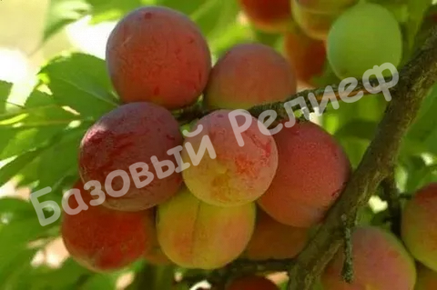 Слива Персиковая Мичурина