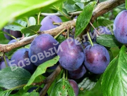 Слива Ренклод Тамбовский