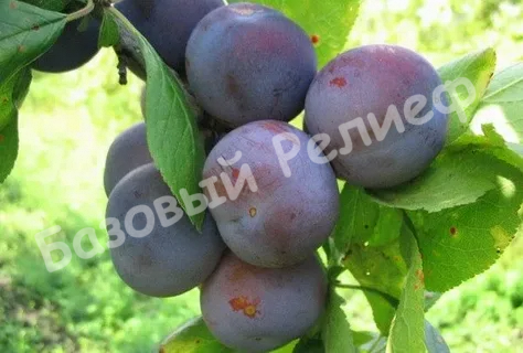 Слива Ренклод Тамбовский