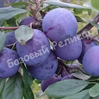 Слива Ренклод Тамбовский