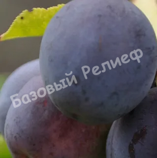 Слива Синильга