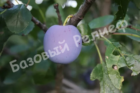 Слива Синяя птица