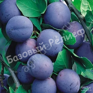 Слива Синяя птица