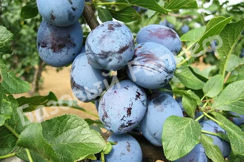 Слива Синяя птица