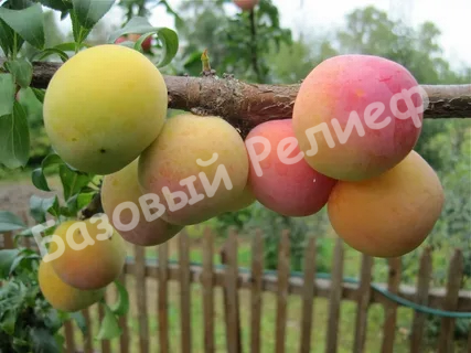 Слива Яхонтовая