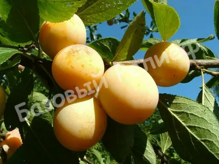 Слива Яхонтовая