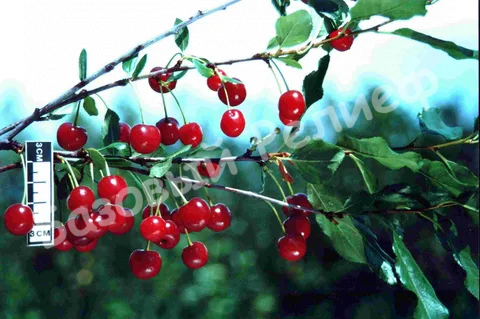 Вишня Ашинская