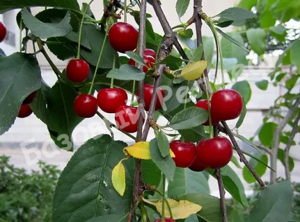 Вишня Ашинская