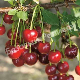 Вишня Изобильная