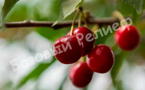 Вишня Муза