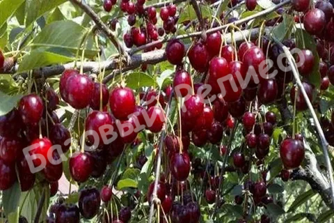Вишня Расплетка Саратовская