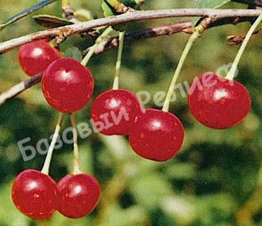 Вишня Склянка розовая