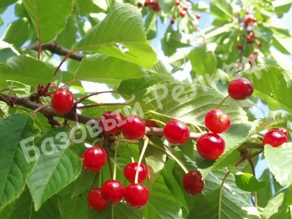 Вишня Склянка розовая