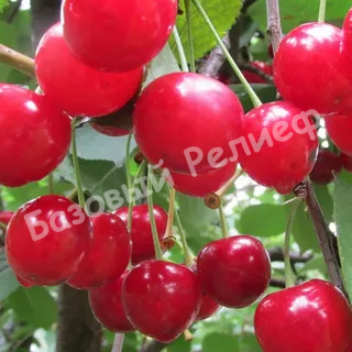 Вишня Склянка розовая