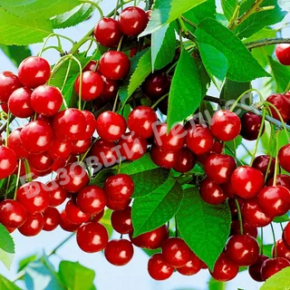 Вишня Уральская рубиновая