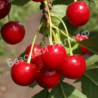 Вишня Уральская черешенка
