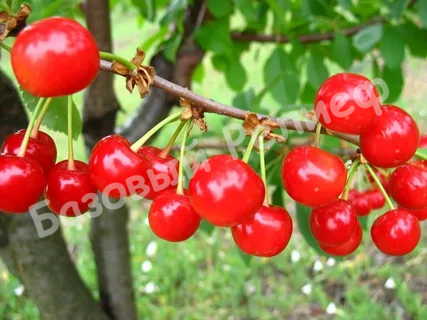 Вишня Шпанка Брянская