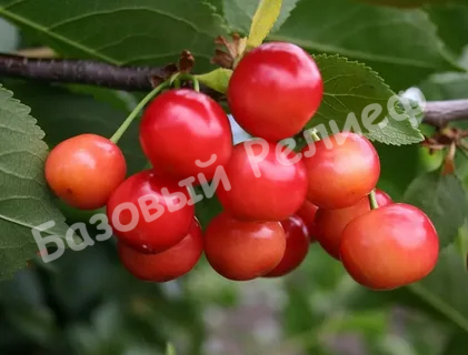 Вишня Шпанка Брянская