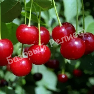 Вишня Щедрая