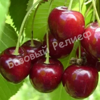 Вишня Эрди Ботермо