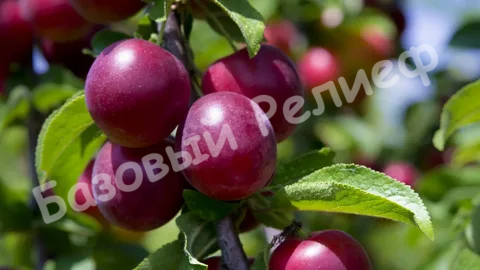 Алыча Фортеция
