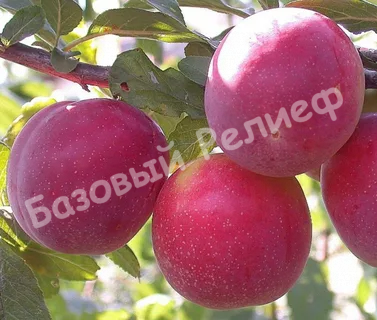Алыча Фортеция