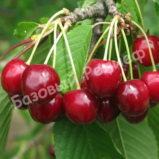 Черешня Гронковая