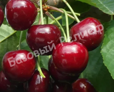 Черешня Гронковая