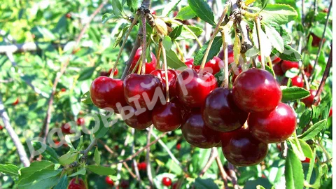 Черешня Гронковая