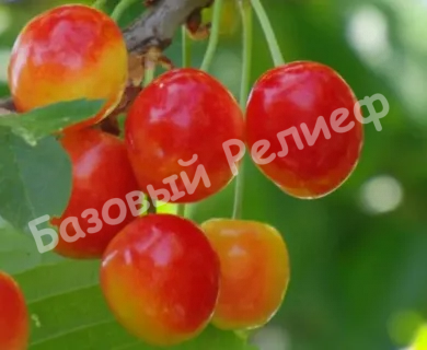 Черешня Красная горка
