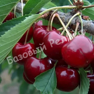 Черешня Лапинс