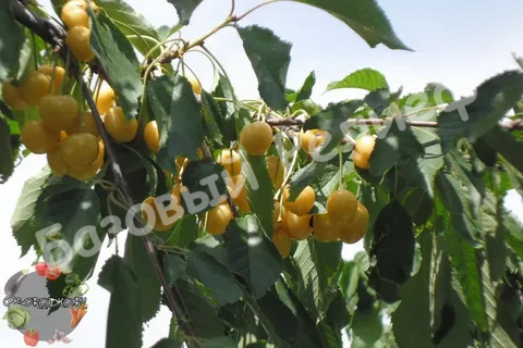 Черешня Орловская янтарная
