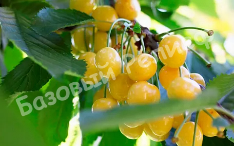 Черешня Орловская янтарная