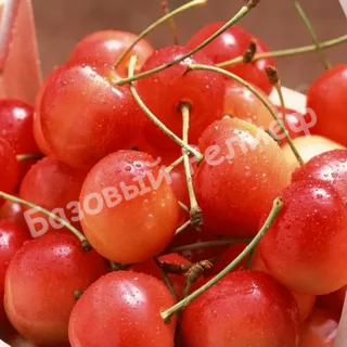 Черешня Розовый жемчуг