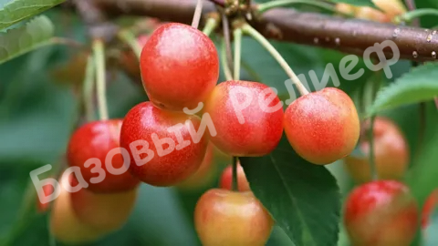 Черешня Северная