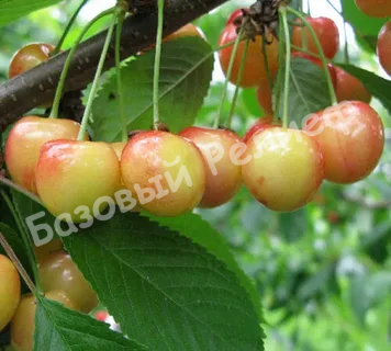 Черешня Северная