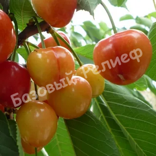 Черешня Северная