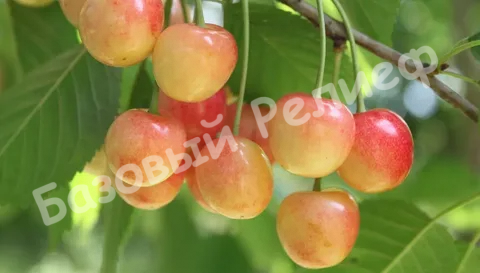 Черешня Северная